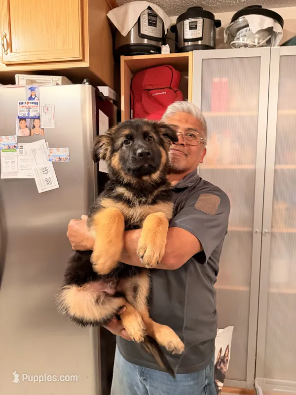 Red – German Shepherd Dog, King Shepherd puppy for sale in Tacoma, WA
