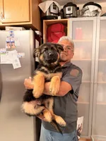 Red, a male German Shepherd Dog and King Shepherd for sale in Tacoma, WA – 1 of 1