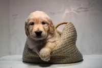 Jasmine-AKC, a female Golden Retriever for sale in Sheridan, MI – Photo 2 of 8