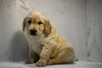 Jasmine-AKC, a female Golden Retriever for sale in Sheridan, MI – Photo 3 of 8