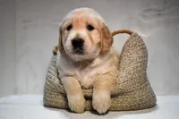 Jasmine-AKC, a female Golden Retriever for sale in Sheridan, MI – Photo 6 of 8