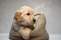 Jasmine-AKC, a female Golden Retriever for sale in Sheridan, MI – Photo 4 of 8