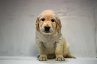 Jasmine-AKC, a female Golden Retriever for sale in Sheridan, MI – Photo 1 of 8
