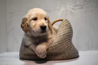 Jasmine-AKC, a female Golden Retriever for sale in Sheridan, MI – Photo 5 of 8