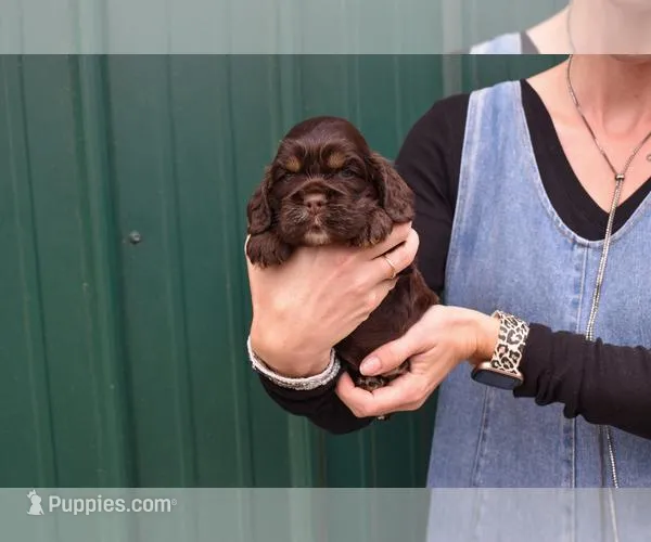 Bentley-AKC, a male Cocker Spaniel for sale in Sheridan, MI – Photo 1 of 6