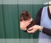 Bentley-AKC, a male Cocker Spaniel for sale in Sheridan, MI – Photo 2 of 6