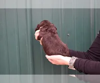 Bentley-AKC, a male Cocker Spaniel for sale in Sheridan, MI – Photo 4 of 6