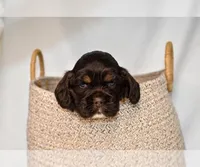 Bentley-AKC, a male Cocker Spaniel for sale in Sheridan, MI – Photo 3 of 6