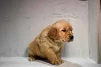 Jasper-AKC, a male Golden Retriever for sale in Sheridan, MI – Photo 5 of 7