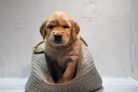 Jasper-AKC, a male Golden Retriever for sale in Sheridan, MI – Photo 2 of 7