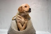 Jasper-AKC, a male Golden Retriever for sale in Sheridan, MI – Photo 4 of 7