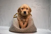 Jasper-AKC, a male Golden Retriever for sale in Sheridan, MI – Photo 3 of 7