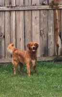 Jasper-AKC, a male Golden Retriever for sale in Sheridan, MI – Photo 7 of 7