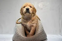 Jasper-AKC, a male Golden Retriever for sale in Sheridan, MI – Photo 1 of 7