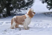 Molly-AKC, a female Cocker Spaniel for sale in Sheridan, MI – Photo 4 of 5
