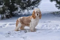 Molly-AKC, a female Cocker Spaniel for sale in Sheridan, MI – Photo 1 of 5