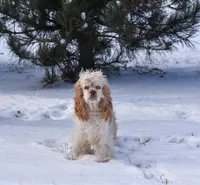 Molly-AKC, a female Cocker Spaniel for sale in Sheridan, MI – Photo 5 of 5