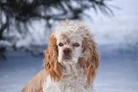 Molly-AKC, a female Cocker Spaniel for sale in Sheridan, MI – Photo 2 of 5
