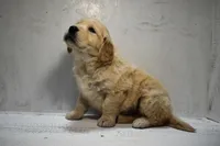 Jax-AKC, a male Golden Retriever for sale in Sheridan, MI – Photo 6 of 8