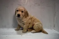 Jax-AKC, a male Golden Retriever for sale in Sheridan, MI – Photo 4 of 8