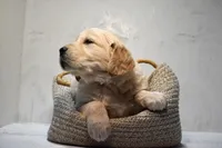 Jax-AKC, a male Golden Retriever for sale in Sheridan, MI – Photo 5 of 8