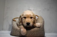 Jax-AKC, a male Golden Retriever for sale in Sheridan, MI – Photo 3 of 8