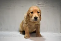 Josie-AKC, a female Golden Retriever for sale in Sheridan, MI – Photo 5 of 7