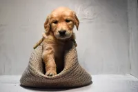 Josie-AKC, a female Golden Retriever for sale in Sheridan, MI – Photo 3 of 7