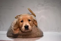 Josie-AKC, a female Golden Retriever for sale in Sheridan, MI – Photo 1 of 7