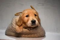 Josie-AKC, a female Golden Retriever for sale in Sheridan, MI – Photo 2 of 7