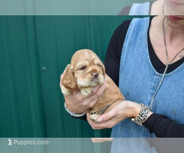 Bandit-AKC, a male Cocker Spaniel for sale in Sheridan, MI – Photo 1 of 5