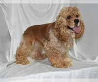 Bandit-AKC, a male Cocker Spaniel for sale in Sheridan, MI – Photo 4 of 5