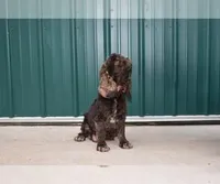 Bandit-AKC, a male Cocker Spaniel for sale in Sheridan, MI – Photo 5 of 5