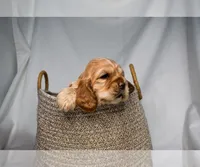 Bandit-AKC, a male Cocker Spaniel for sale in Sheridan, MI – Photo 2 of 5