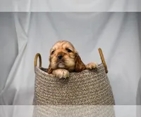 Bandit-AKC, a male Cocker Spaniel for sale in Sheridan, MI – Photo 3 of 5