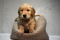 Jett-AKC, a male Golden Retriever for sale in Sheridan, MI – Photo 1 of 6