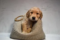 Jett-AKC, a male Golden Retriever for sale in Sheridan, MI – Photo 4 of 6