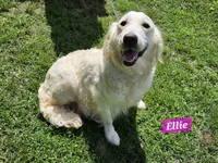 Jett-AKC, a male Golden Retriever for sale in Sheridan, MI – Photo 5 of 6