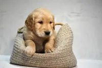 Jett-AKC, a male Golden Retriever for sale in Sheridan, MI – Photo 2 of 6