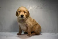 Jett-AKC, a male Golden Retriever for sale in Sheridan, MI – Photo 3 of 6