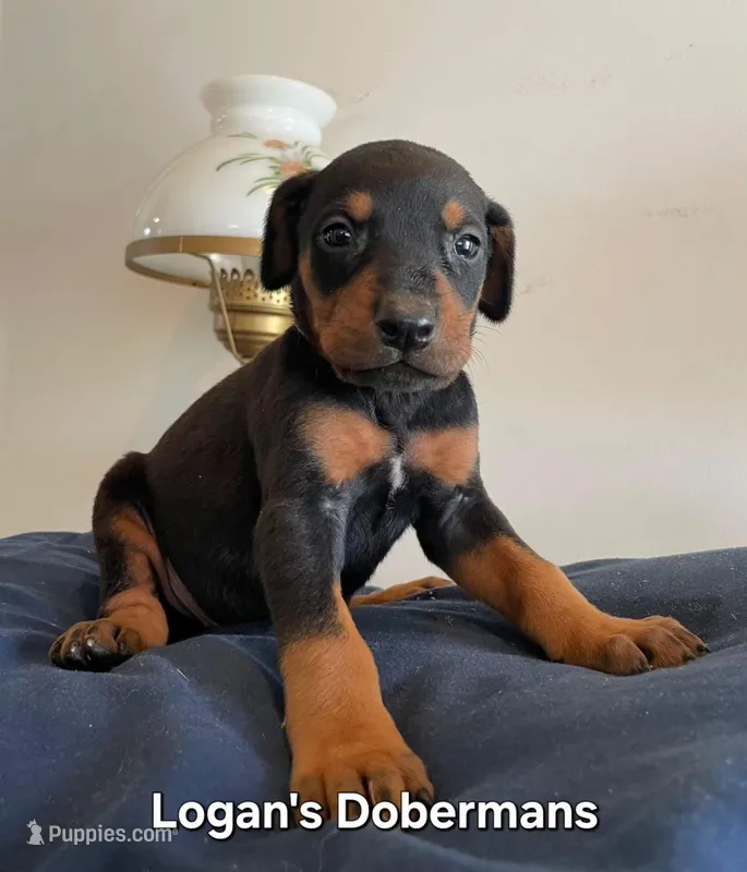 White Collar – Doberman Pinscher puppy for sale in Flemingsburg, KY