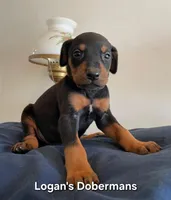 White Collar, a female Doberman Pinscher for sale in Flemingsburg, KY – Photo 1 of 2
