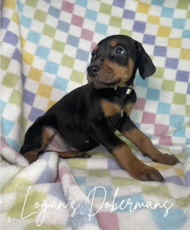 White Collar – Doberman Pinscher puppy for sale in Flemingsburg, KY