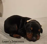 White Collar, a female Doberman Pinscher for sale in Flemingsburg, KY – Photo 2 of 2