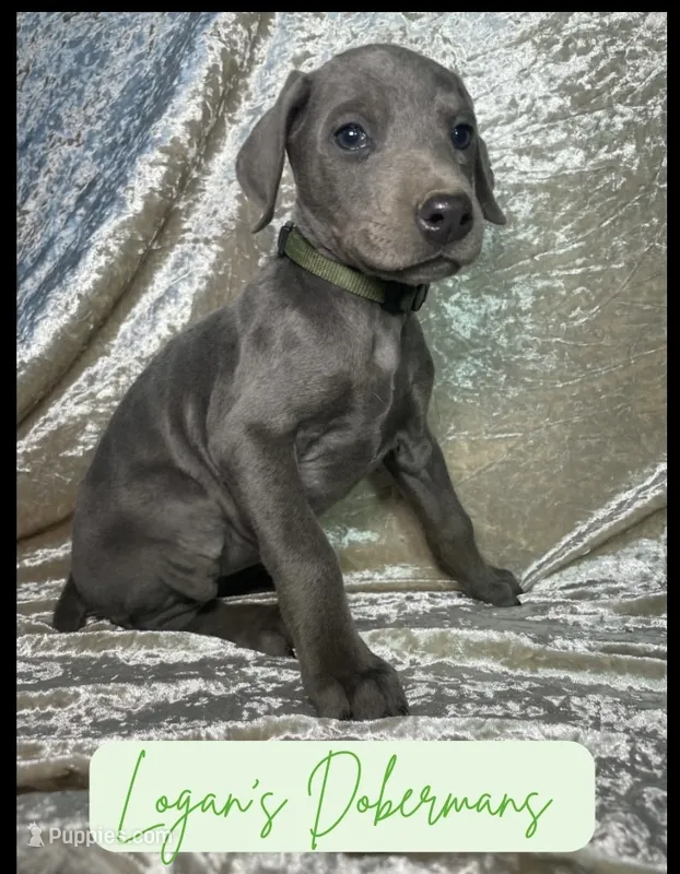 Green Collar – Doberman Pinscher puppy for sale in Flemingsburg, KY