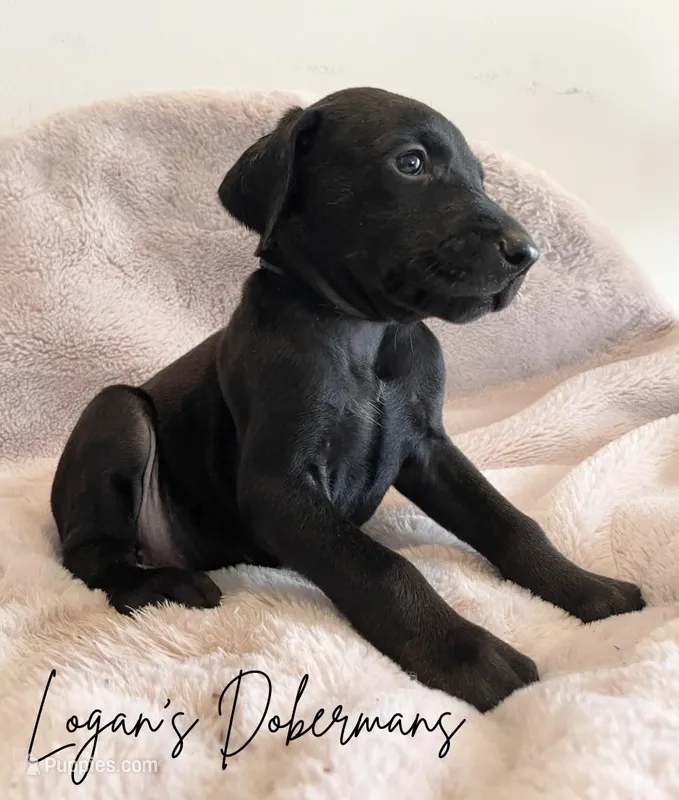 Black Collar – Doberman Pinscher puppy for sale in Flemingsburg, KY