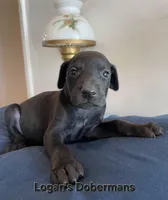 Black Collar, a female Doberman Pinscher for sale in Flemingsburg, KY – Photo 1 of 2