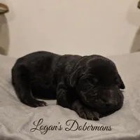 Black Collar, a female Doberman Pinscher for sale in Flemingsburg, KY – Photo 2 of 2