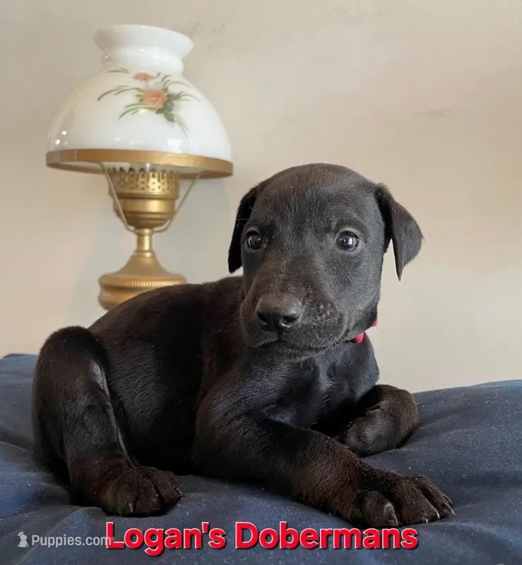 Red Collar – Doberman Pinscher puppy for sale in Flemingsburg, KY