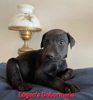 Red Collar, a male Doberman Pinscher for sale in Flemingsburg, KY – Photo 1 of 2